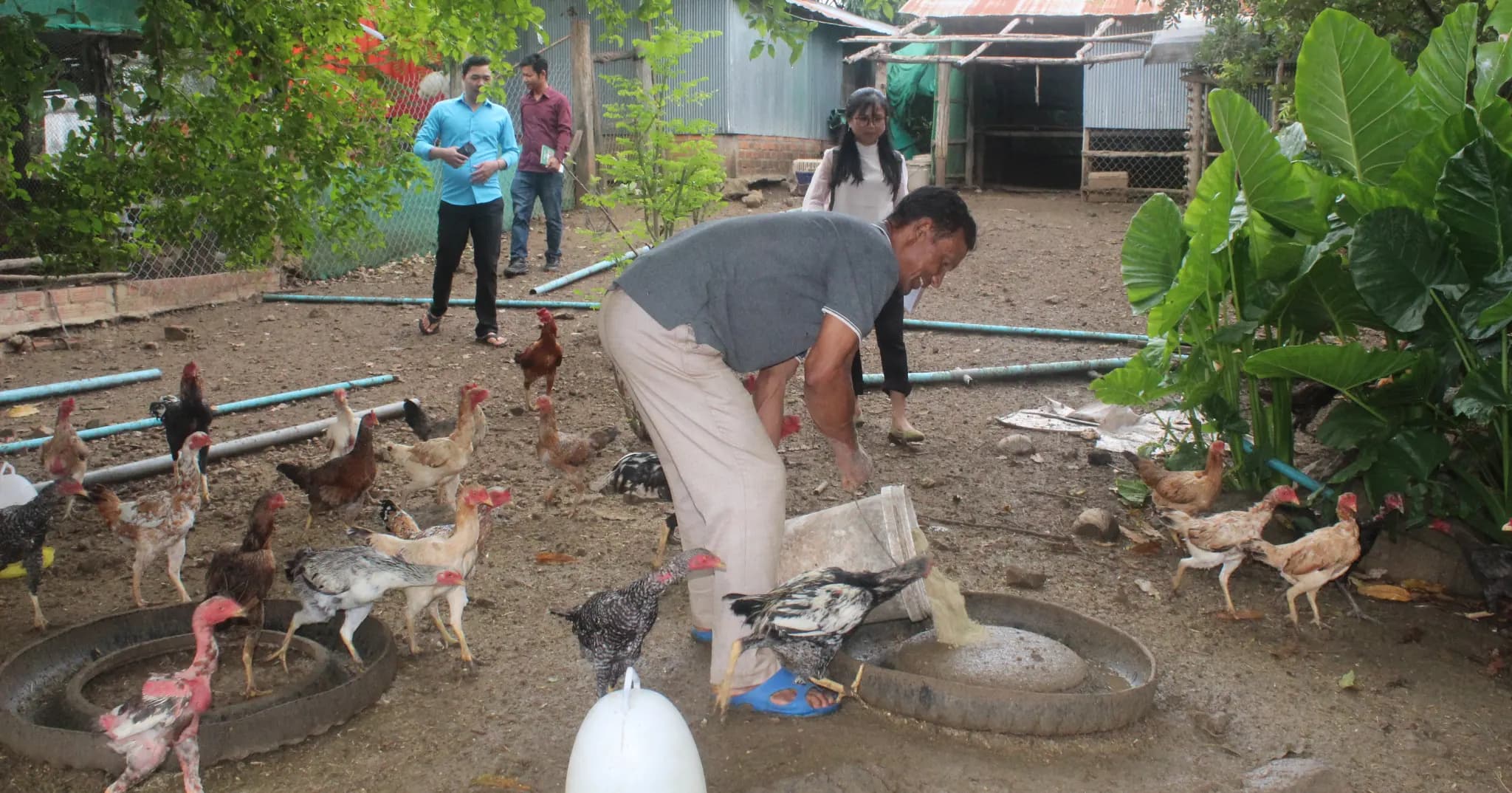 ការចិញ្ចឹមមាន់ជាលក្ខណៈគ្រួសាររបស់ប្រជាពលរដ្ឋក្នុងភូមិទួលស្រឡៅ