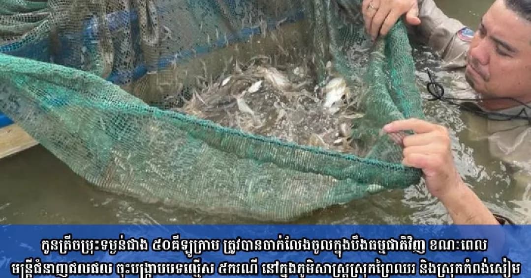 (វិដេអូ)កូនត្រីចម្រុះទម្ងន់ជាង ៥០គីឡូក្រាម ត្រូវបានចាក់លែងចូលក្នុងបឹងធម្មជាតិវិញ ​