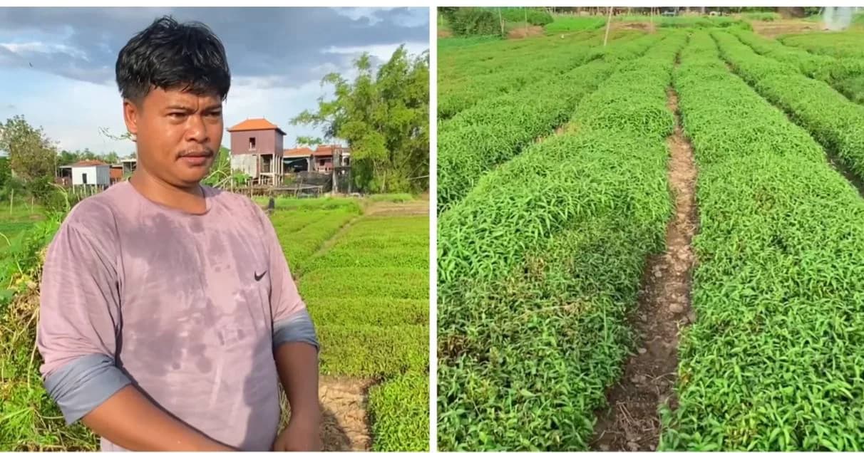 (វិដេអូ) លោក ធាង ម៉េងលាង នៅឃុំរំចេក ស្រុកកំពង់សៀម បានផ្លាស់ប្ដូរមុខរបបពីលក់ដូរនៅផ្សារ មកដាំជីវិញ ដើម្បីបង្កើនប្រាក់ចំណូលក្នុងគ្រួសារ